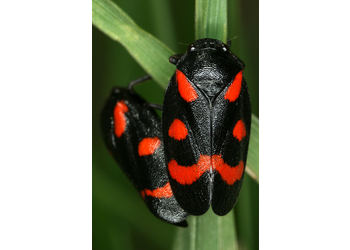 Weinbergs-Blutzikade (Cercopis arcuata) - © Gernot Kunz